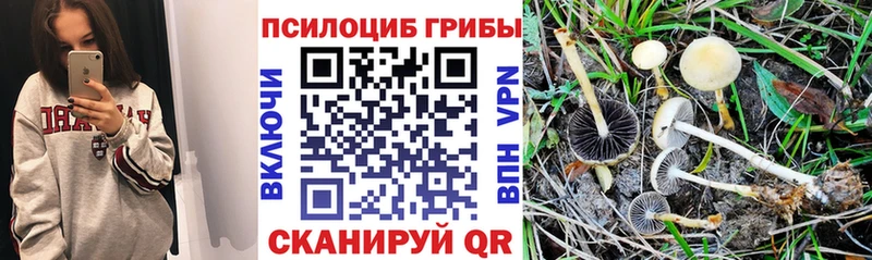 Псилоцибиновые грибы мицелий  mega ссылки  даркнет какой сайт  Мезень 